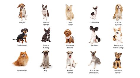 Een overzicht van diverse professionele trimtools voor honden