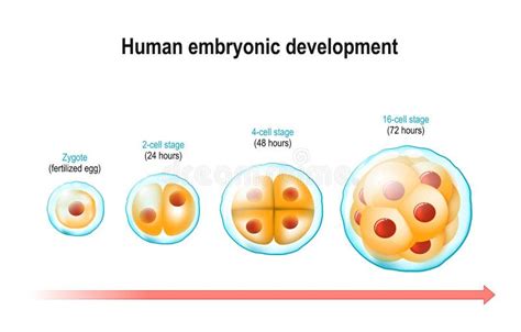Illustratie van de celdeling van een embryo