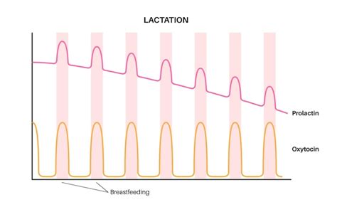 Grafiek die de relatie tussen prolactine, borstvoeding en de onderdrukking van de eisprong weergeeft.