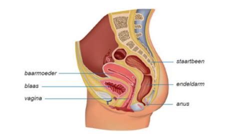 Illustratie die de anatomie van de baarmoeder en de plaatsing van een spiraaltje toont.