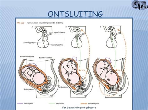 Illustratie van de inwendige en uitwendige spildraai van de baby tijdens de bevalling.