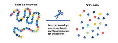 Schema van eiwitten in babyvoeding: ongewijzigd, geknipt, en tot aminozuren afgebroken.