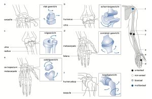 Schema van de menselijke gewrichten en de impact van hypermobiliteit