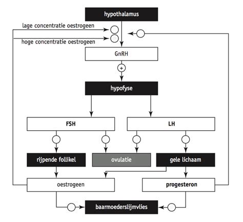Schema van de verschillende cycli voor cryo-terugplaatsing