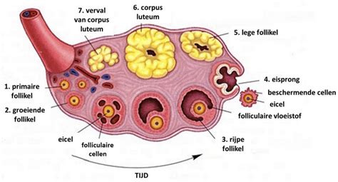 Illustratie van verschillende follikelgroottes in een eierstok