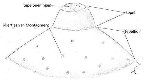 Close-up foto van de tepelhof met zichtbare klieren van Montgomery.