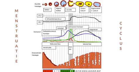 Visuele weergave van een menstruatiecyclus met markering voor start ovulatietest bij regelmatige en onregelmatige cycli.