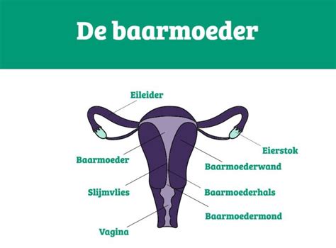 Illustratie van een baarmoeder met een zwangerschap, die bloedverlies toont.