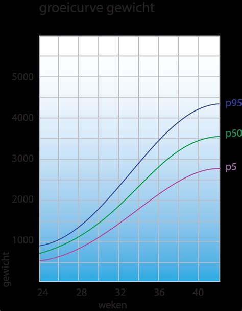 Infographic met de verschillende metingen tijdens een groeiecho: hoofd, buik, bovenbeen.