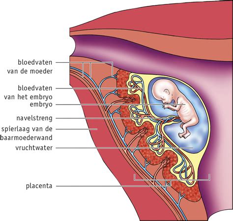 Diagram dat de functie van de placenta toont: uitwisseling van zuurstof en voedingsstoffen tussen moeder en foetus.