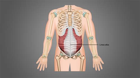 Infographic die de linea alba en de rechte buikspieren toont
