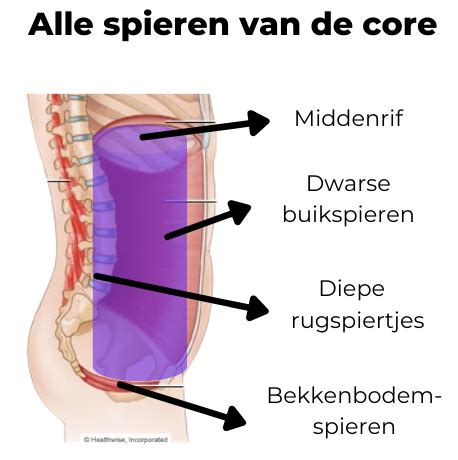 Illustraties van veilige buikspieroefeningen voor na de bevalling
