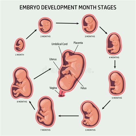 illustratie van een foetus met lanugo op de rug en ledematen