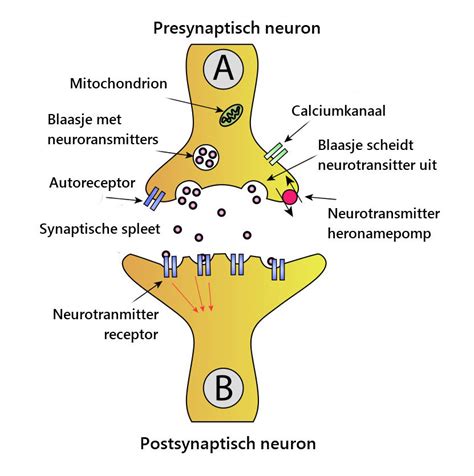 schema dat de competitie tussen cortisol en progesteron om dezelfde receptoren illustreert