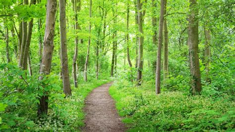 Foto van een buggyvriendelijk wandelpad in het Amsterdamse Bos