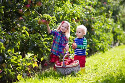 Kinderen die fruit plukken op een boerderij