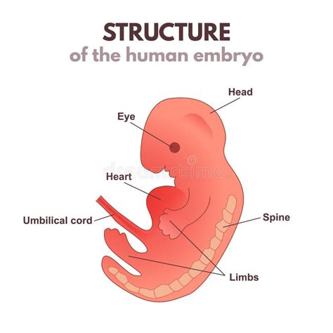 Illustratie van een embryo in de 4e week, met de kenmerkende kikkervisjesvorm en de beginnende ontwikkeling van ledematen.