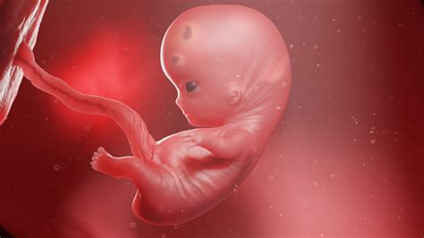 3D-rendering van een foetus van ongeveer 10 weken, met zichtbare ledematen, hoofd en de beginnende vorming van vingers en tenen.