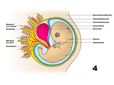 illustratie van de ontwikkeling van de vruchtzak met dooierzak en embryo