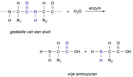 Schema dat het proces van eiwitten hydrolyseren in babymelk uitlegt
