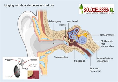 Diagram dat de stappen van een uitwendige versie toont