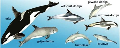 Overzicht van verschillende soorten tuimelaars voor baby's en dreumesen.