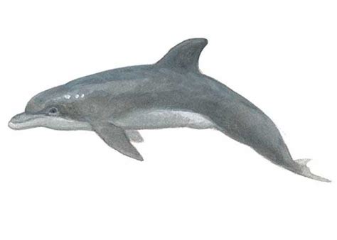 Gedetailleerde foto van de Tolo Classic Tuimelaar Zeeman.