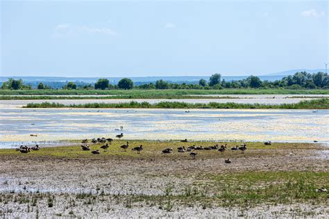 Landschap van de Hongaarse Puszta met typische vegetatie