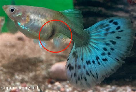 Vis die zwanger is met duidelijke drachtvlek en dikke buik