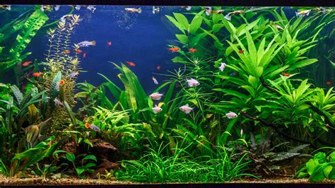 Een dicht beplant aquarium met veel schuilmogelijkheden voor jonge vissen