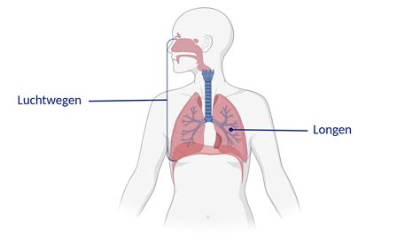 Illustratie van de luchtwegen van een baby, met nadruk op de neuspassage.