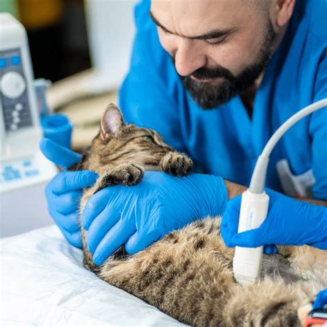 illustratie van een dierenarts die een echo maakt bij een kat