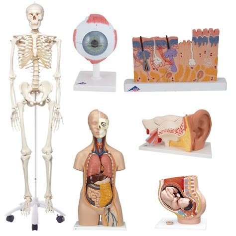 set met anatomische modellen en experimenteerdozen