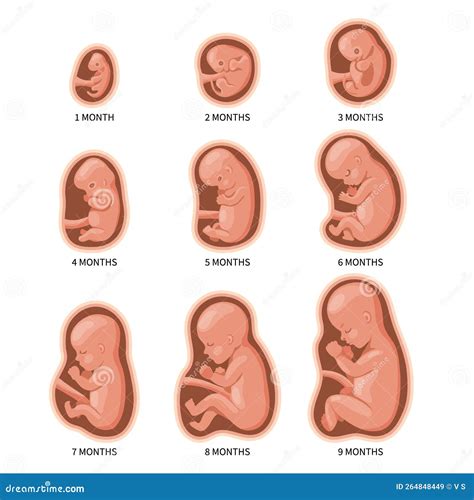 Ontwikkeling van de foetus in de baarmoeder, van embryo tot baby