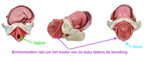 Illustratie van een vrouw in zijligging tijdens de bevalling.