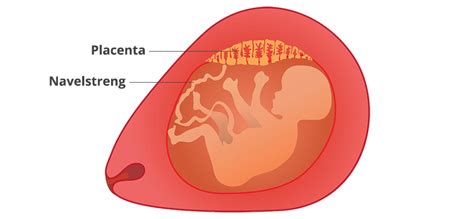 Schematische weergave van de placenta en navelstreng na de geboorte, met pijlen die de bloedtoevoer naar de baby aangeven.