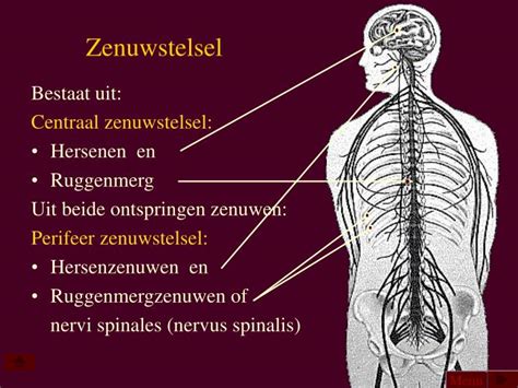 Schema van het zenuwstelsel dat de bekkenbodem en darmen aanstuurt.