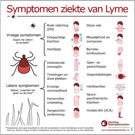 Infographic over de verschillende stadia en symptomen van de ziekte van Lyme.