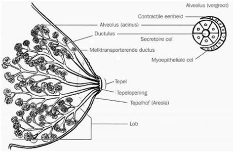 Illustratie van de anatomie van de borst tijdens de zwangerschap met focus op melkklieren en melkkanalen.