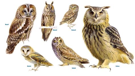 Collage van verschillende geboortekaartjes met uilen in diverse stijlen en met andere bosdieren