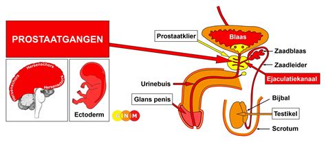 Diagram dat de samenstelling van sperma illustreert, met de bijdrage van de prostaat