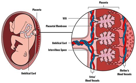 Schematische weergave van de placenta en de bloedtoevoer naar de foetus.