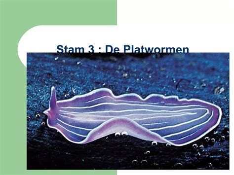 Microscopische weergave van cercariën (larven van platwormen)