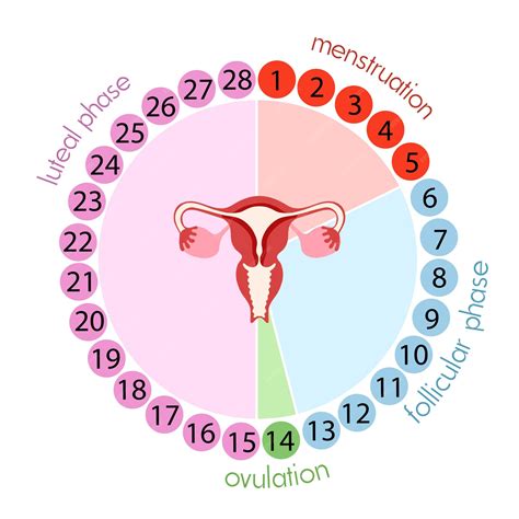 Infographic die de fasen van de menstruatiecyclus en de LH-piek toont