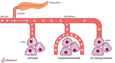 Illustratie die de ketose-reactie in het lichaam uitlegt