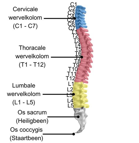 Schematische weergave van de wervelkolom bij buikslapen met nadruk op de gedraaide nek en doorgezakte onderrug
