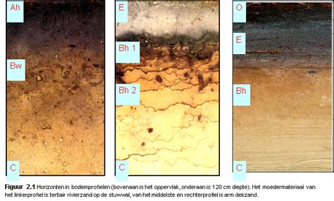 Diagram van een bodemprofiel met verschillende horizonten.