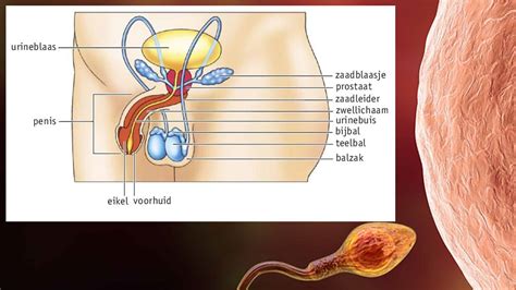 Schema van de mannelijke voortplantingsorganen en de zaadcelproductie