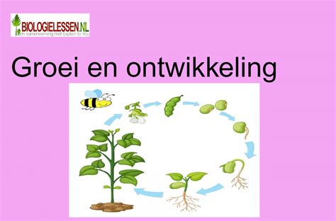 Schema dat de groei van een baby met behulp van wegingen toont