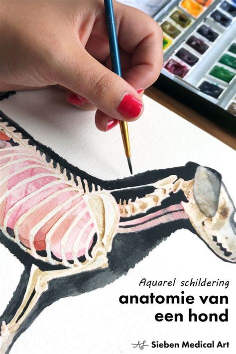 Illustratie van een medisch handboek of anatomische tekening